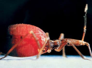 Doença de Chagas: Risco de transmissão é alto em 23% das cidades baianas