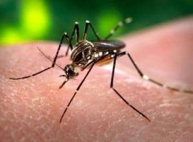 Infecção anterior pelo vírus da dengue não piora quadro de zika, diz pesquisa