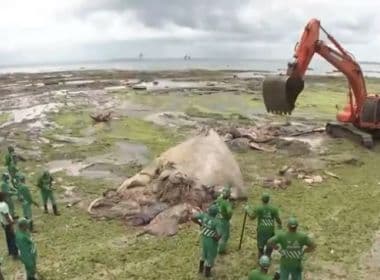Carcaça de baleia que encalhou na região da praia da Boa Viagem é retirada do local