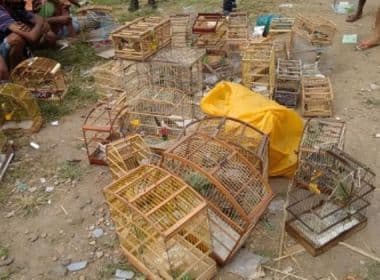 Operação contra venda ilegal de aves silvestres prende 10 pessoas na Baixa do Fiscal
