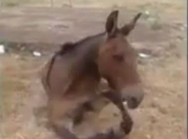 Criança chora e cuida de burro abandonado após ter pata quebrada 