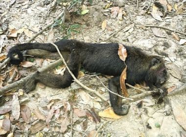 Agentes acham três macacos mortos em Salvador; já são 28 desde o início de 2017