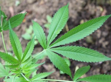 Associação espera ter até sexta autorização para plantar Cannabis medicinal em Salvador