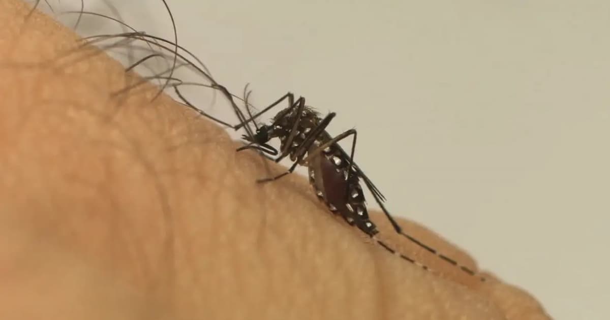 Mosquito da dengue.