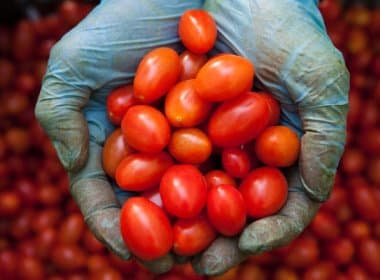 Embrapa desenvolve tomate com alto teor antioxidante