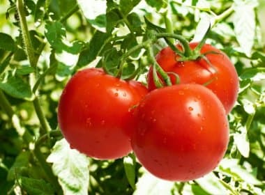 Pesquisa diz que tomate pode aumentar fertilidade em até 70% de homens