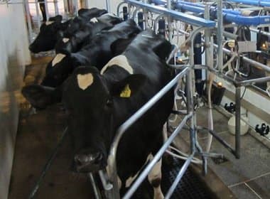 Adição de óleo de canola em ração de vacas leva à produção de leite mais saudável
