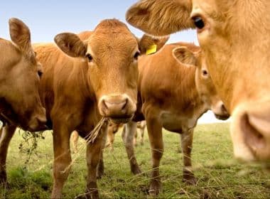 Parte dos norte-americanos acredita que achocolatado vem de vacas marrons