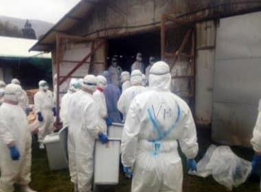 Japão determina sacrifício de milhares de frangos por surto de gripe aviária