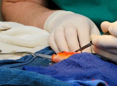 Peixinho passa por cirurgia para a retirada de tumor em sua cabeça