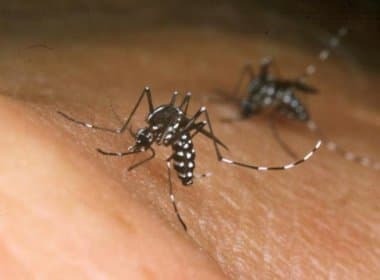 Chikungunya já tem 354 confirmações na Bahia; Riachão registra aumento de mais de 1,1 mil%