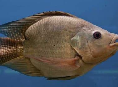 Volume de remédios na natureza faz peixes machos se tornarem femininos