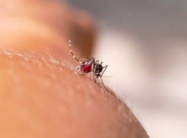 Feira de Santana registra mais 135 casos novos de chikungunya