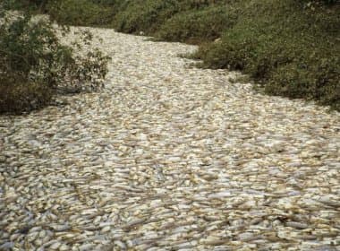 Milhares de peixes morrem após fenômeno de água preta no rio Tietê