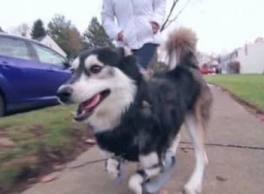 Cão consegue correr pela primeira vez com ajuda de próteses especiais