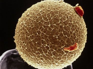 Cientista criam espermatozoide e óvulos artificiais no Reino Unido