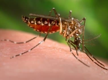 Rio de Janeiro registra 14 casos de malária depois de 40 anos livre da doença