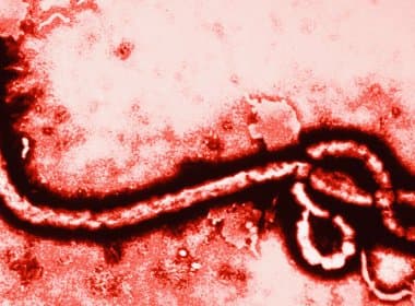 Vírus ebola não sofreu tantas mutações como esperavam os cientistas