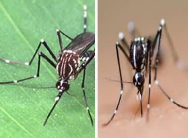 Crescimento de Aedes albopictus influenciou desenvolvimento de tríplice epidemia