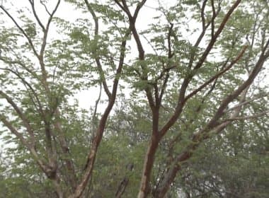 Plantas da caatinga podem ajudar a combater mosquito aedes aegypti