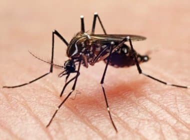 Dilma pede que igrejas cristãs mobilizem fiéis contra Aedes aegypti