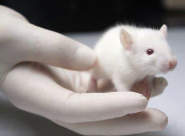 Remédio experimental para câncer reverte deficiência intelectual em ratos