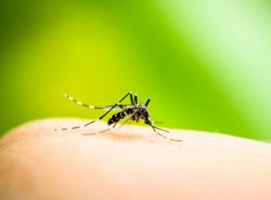 Olimpíada: Brasileiros concluem que poucos turistas serão contaminados por dengue