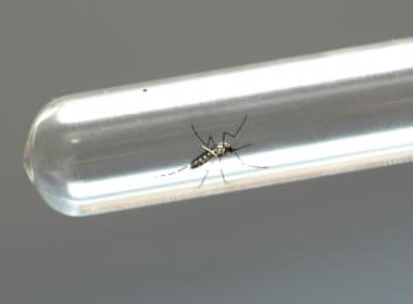Estudo aponta que saliva do mosquito pode aumentar severidade da dengue