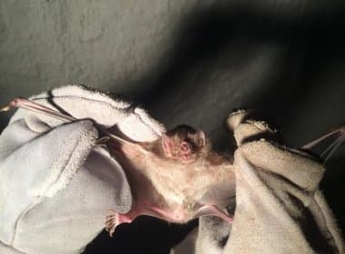 CCZ detecta vírus da raiva em duas espécies de morcegos capturados em Salvador