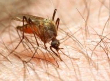 Para afastar mosquito da malária, cientistas planejam mudar &#039;sabor humano&#039;; entenda