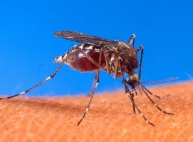Sesab lança campanha para combater mosquito aedes aegypt