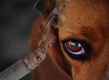 Médicos alertam sobre risco de cigarro à saúde dos animais de estimação
