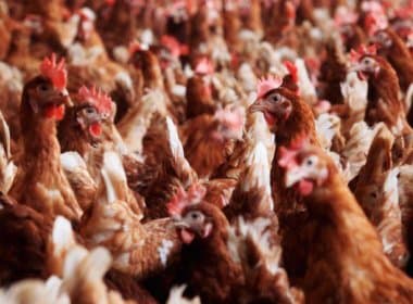 Japão sacrifica mais 80 mil frangos devido a surto de gripe aviária