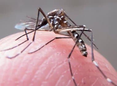 Resolução determina que municípios realizem levantamento de infestação por Aedes Aegypti