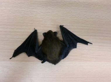 Paramirim: Após mordida de morcego, homem morre vítima de raiva