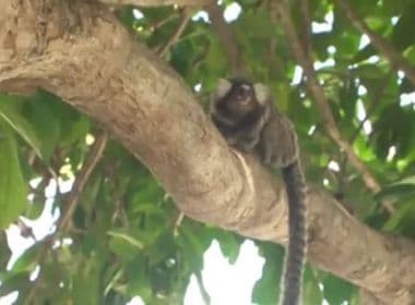 Febre amarela: Santo Amaro emite alerta devido a macaco encontrado morto