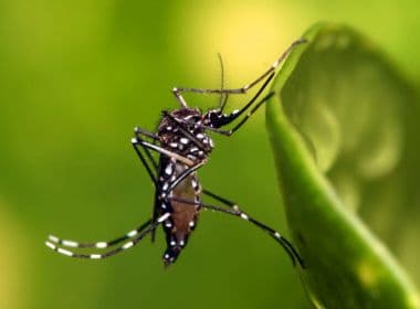 Mosquitos de laboratório são soltos em Niterói para combate à dengue e chikungunya