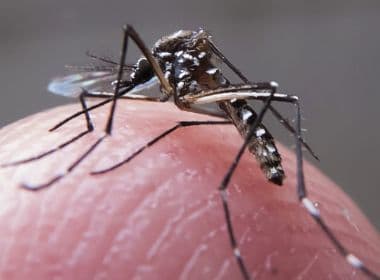 Capacidade do Aedes de transmitir doenças é afetada por bactérias, diz estudo