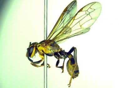 Cientistas estimam que veneno de vespa possa ajudar no combate às superbactérias
