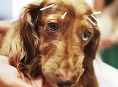 Donos de cães e gatos na China aderem à acupuntura para tratar dores dos animais