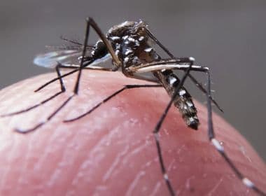 Portugal identifica pela primeira vez mosquito transmissor da dengue
