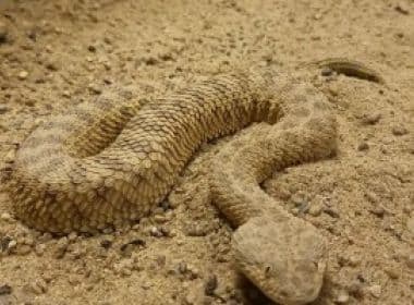Sesab rebate boato sobre aparecimento de nova espécie de cobra em Itaparica: ‘Fake’