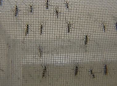 Estudo revela que transmissão da zika também pode ocorrer entre mosquitos