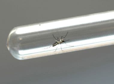 Remédio contra malária pode ajudar a proteger fetos do vírus da zika