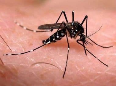 Salvador apresenta redução no Índice de Infestação Predial do Aedes aegypti