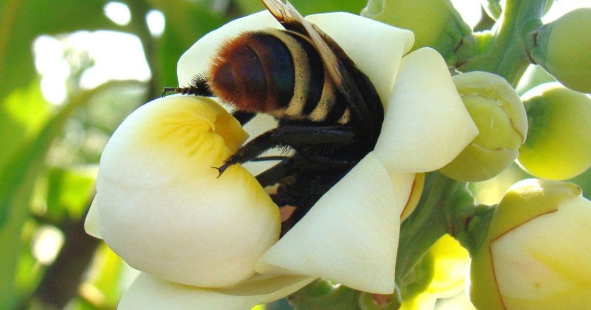 Brasil conclui testes de soro inédito para picadas múltiplas de abelha