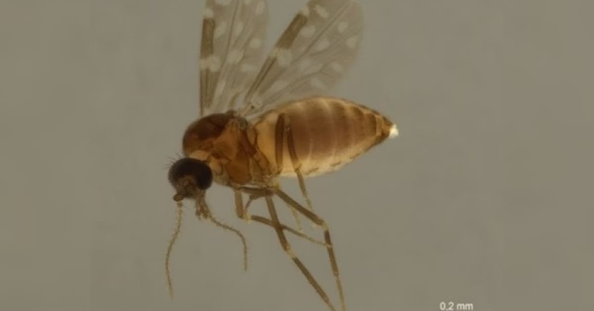 Maruim mosquito transmissor da Febre do Oropouche