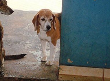 Prefeitura do interior de SP � condenada a pagar R$ 7 mil por sacrificar cachorro