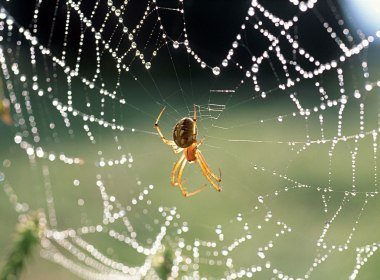 Estudo francês aponta que chip biodegradável com teia de aranha conduz a luz tão bem quanto fibra ótica