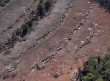 Desmatamento cresceu 54% em apenas 1 ano na Bahia, afirma ONG